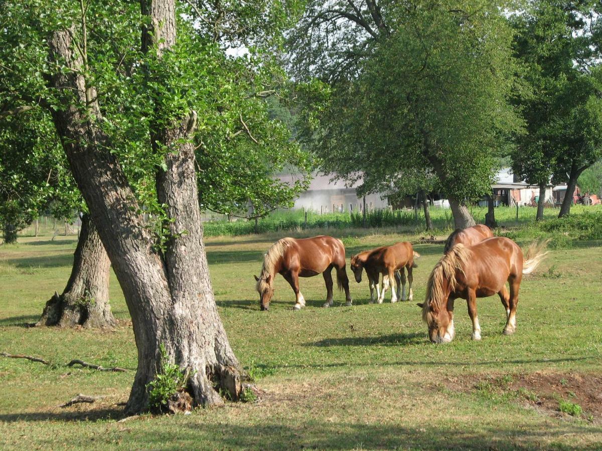 Strefa Kampinos Brochów Exterior foto